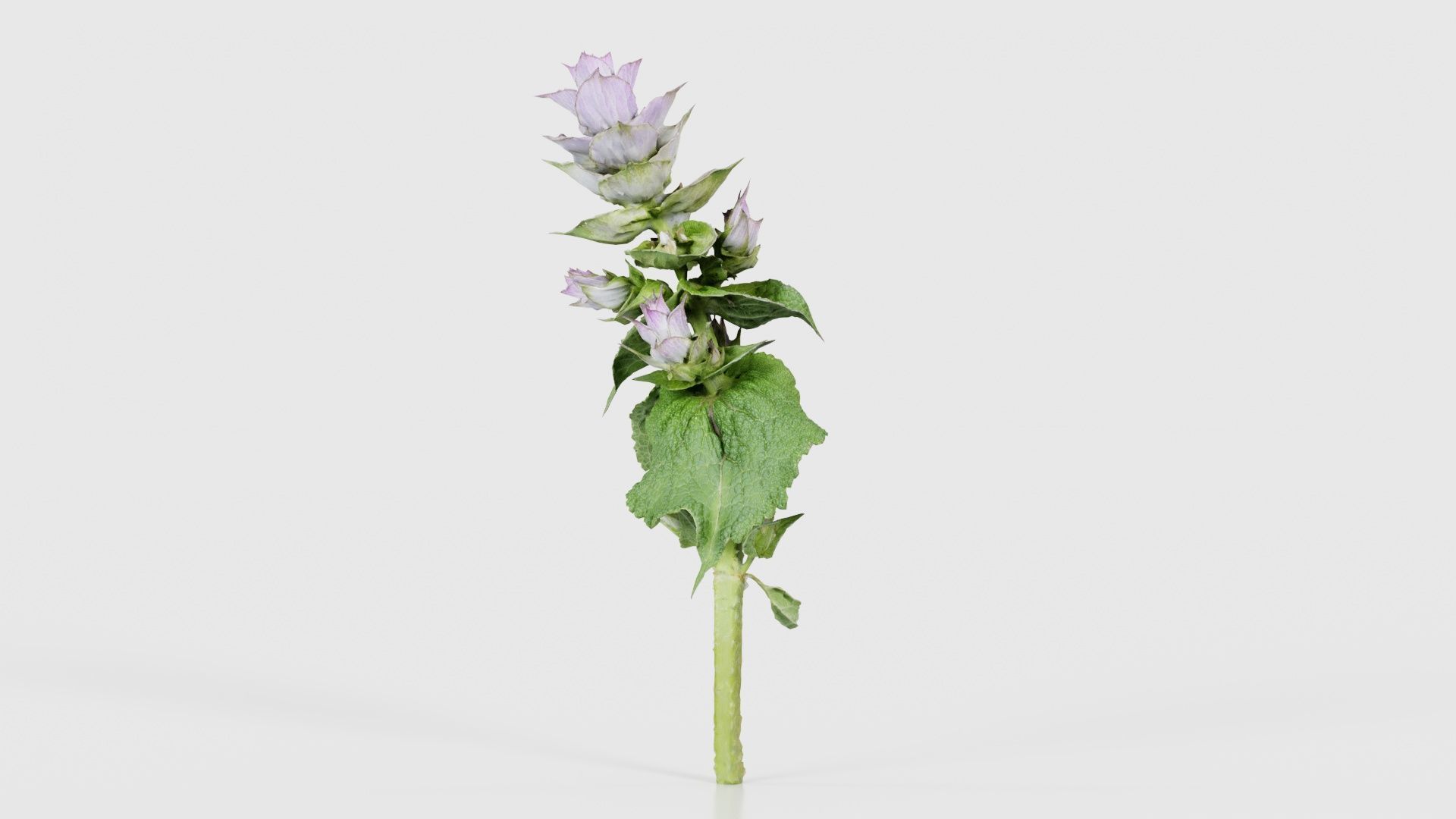 Beefsteak Plant Low-poly 3D model_23