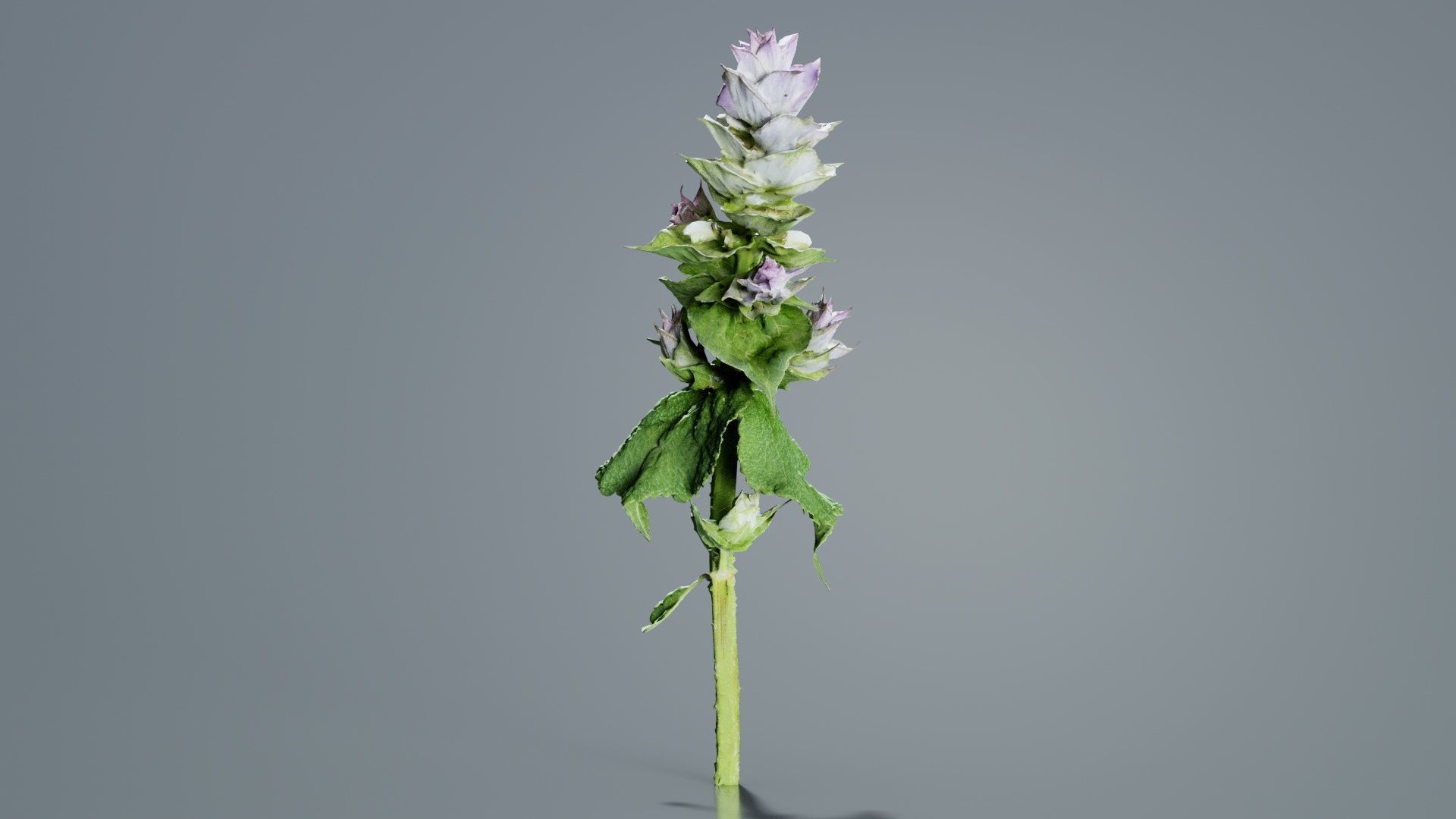 Beefsteak Plant Low-poly 3D model_4