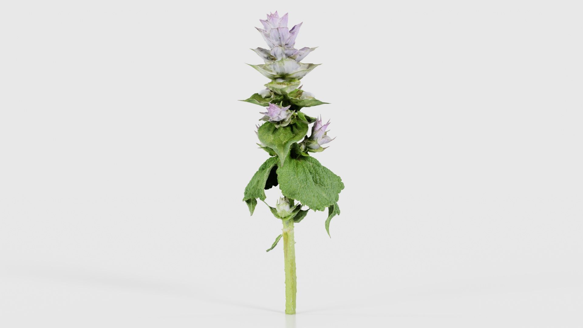 Beefsteak Plant Low-poly 3D model_26
