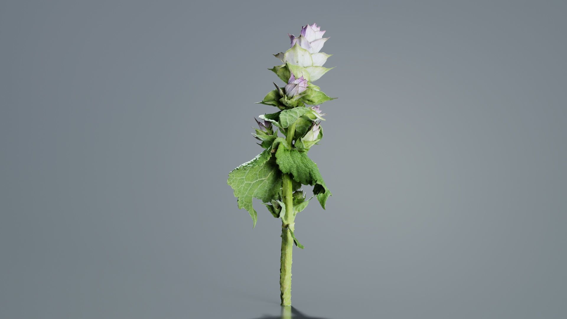 Beefsteak Plant Low-poly 3D model_5