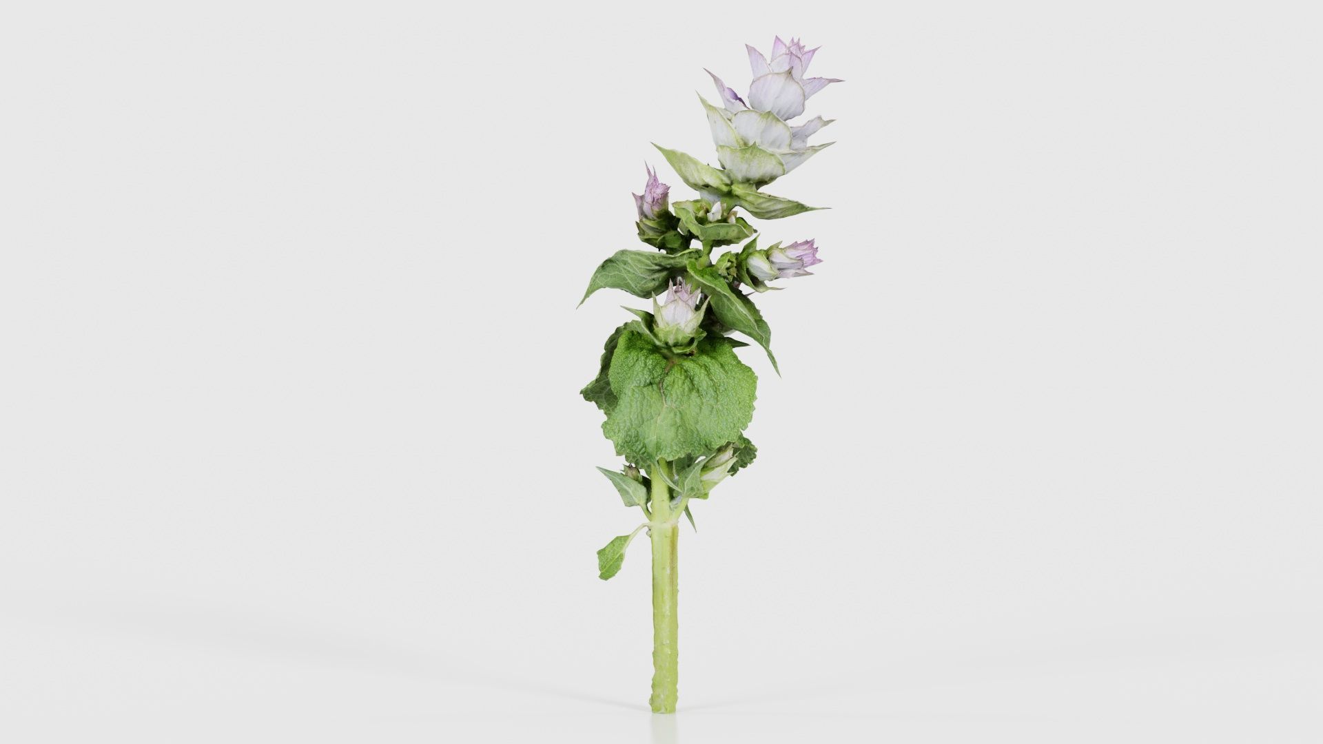 Beefsteak Plant Low-poly 3D model_17