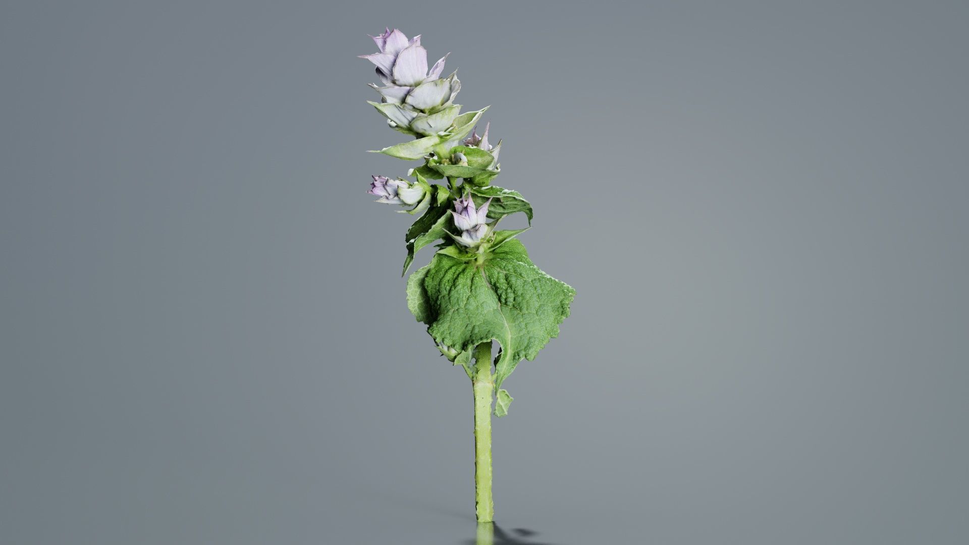 Beefsteak Plant Low-poly 3D model_2