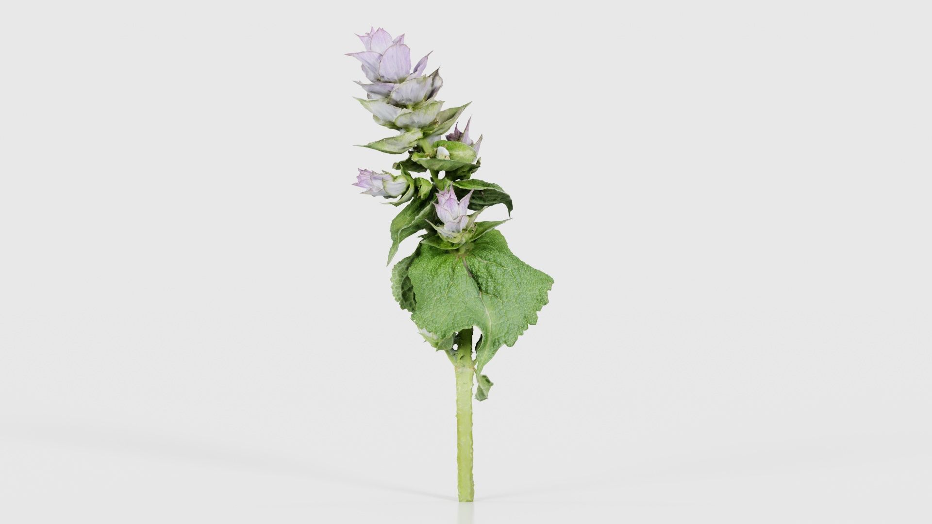 Beefsteak Plant Low-poly 3D model_24