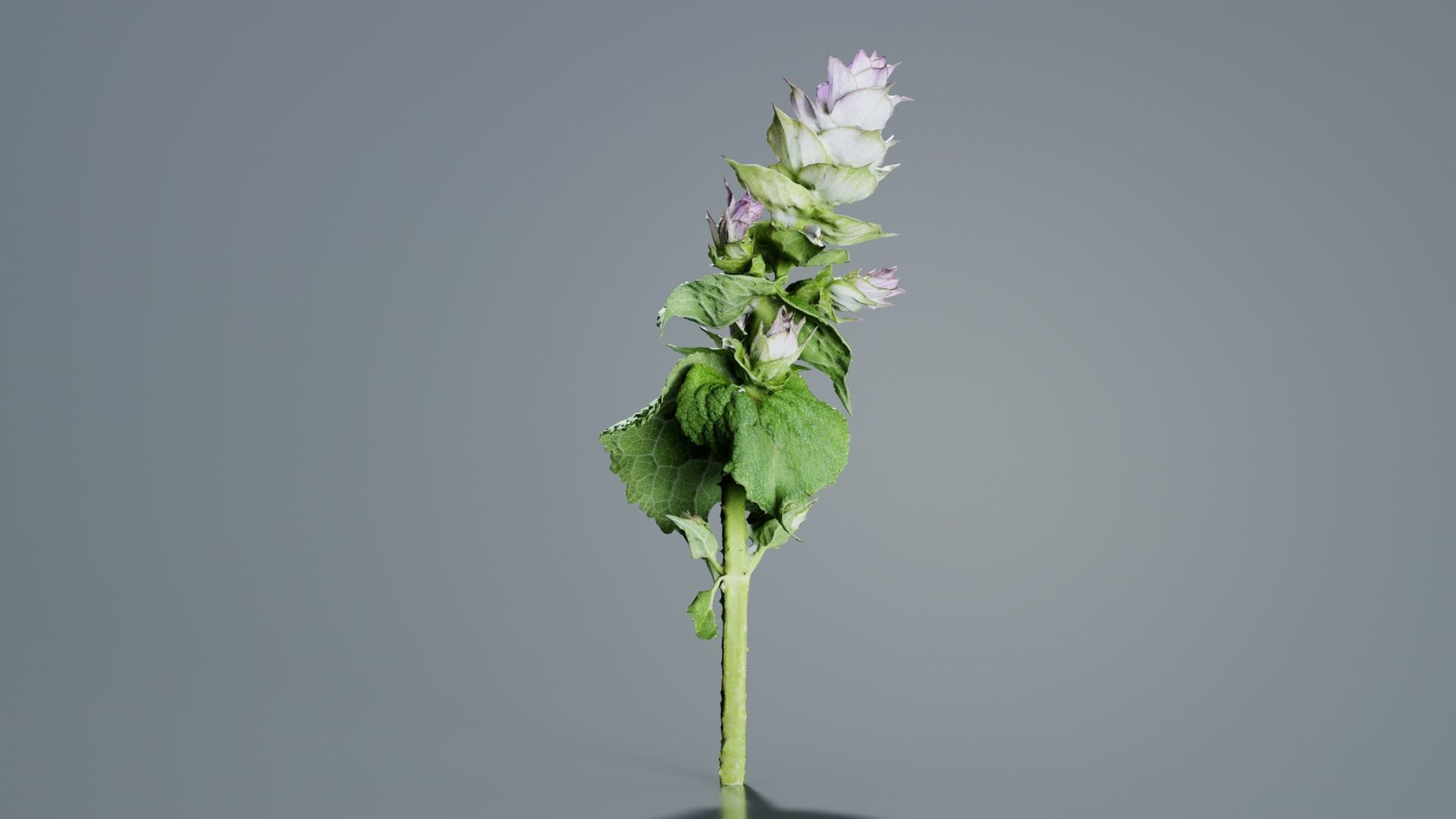 Beefsteak Plant Low-poly 3D model_8