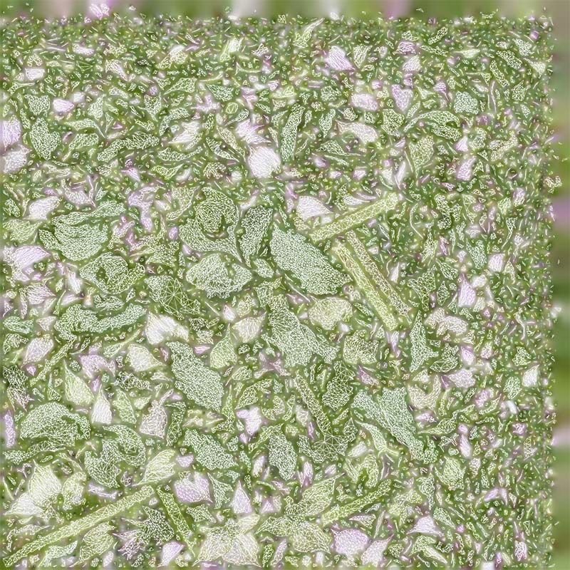 Beefsteak Plant Low-poly 3D model_14