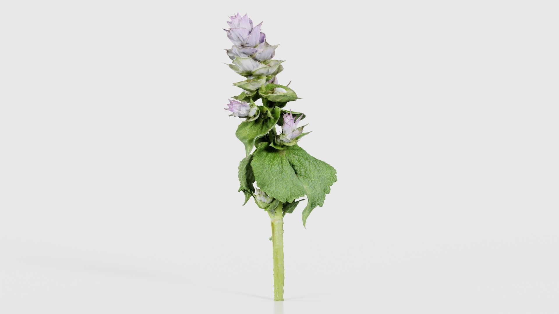 Beefsteak Plant Low-poly 3D model_25
