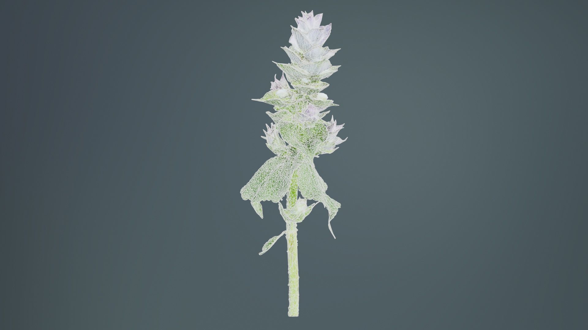 Beefsteak Plant Low-poly 3D model_9