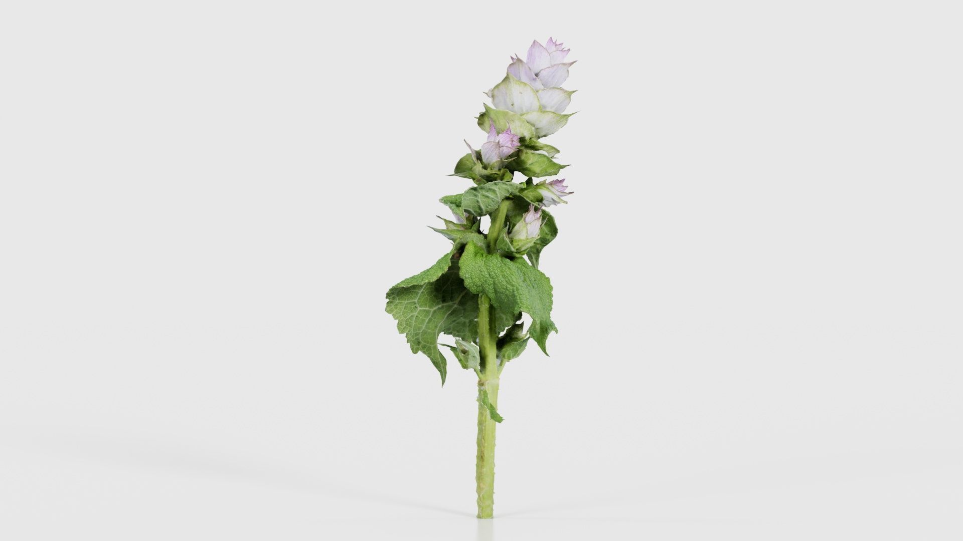 Beefsteak Plant Low-poly 3D model_19