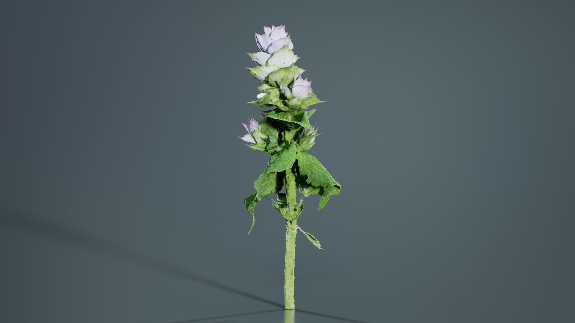 Beefsteak Plant Low-poly 3D model_7