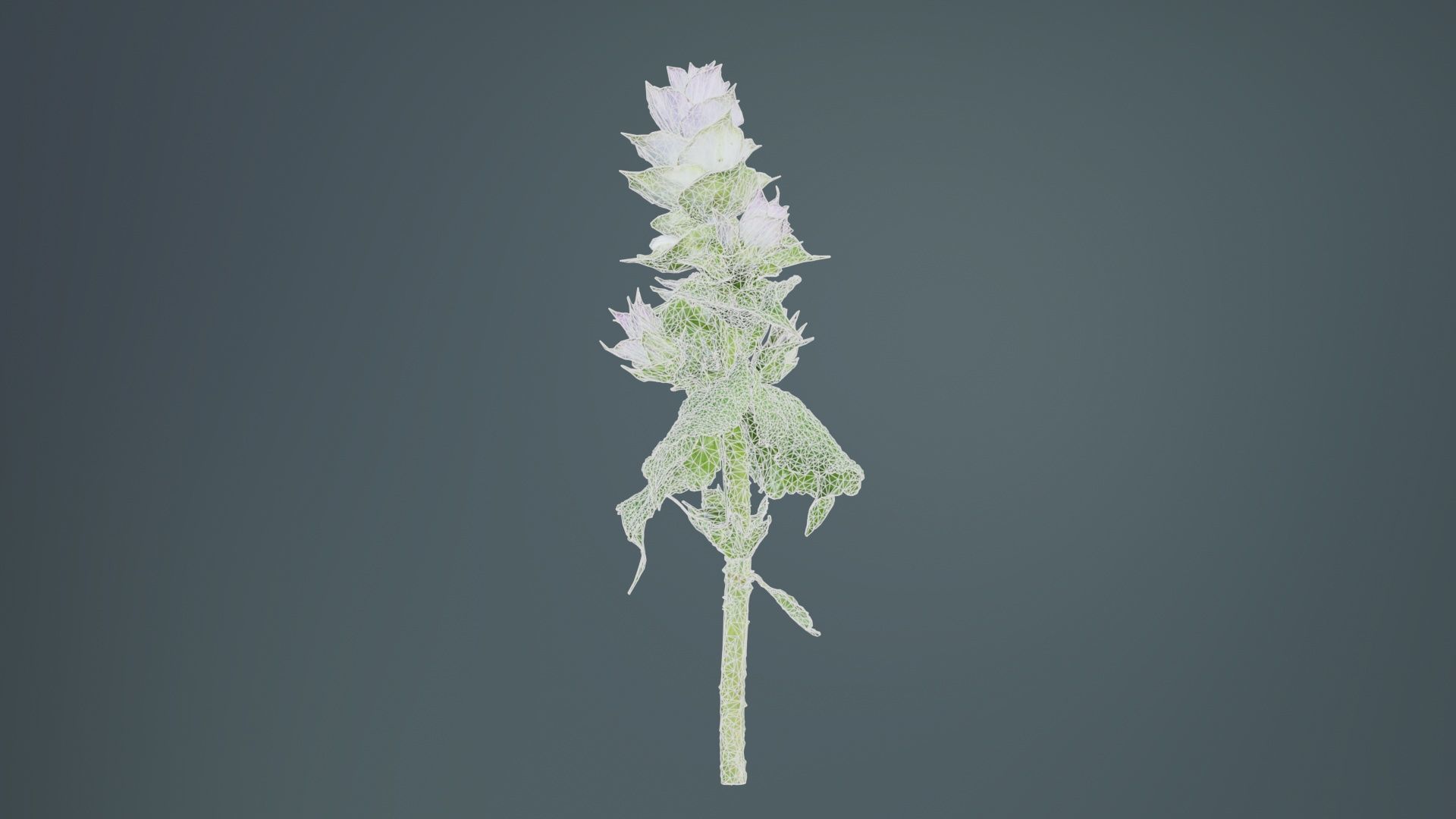 Beefsteak Plant Low-poly 3D model_10