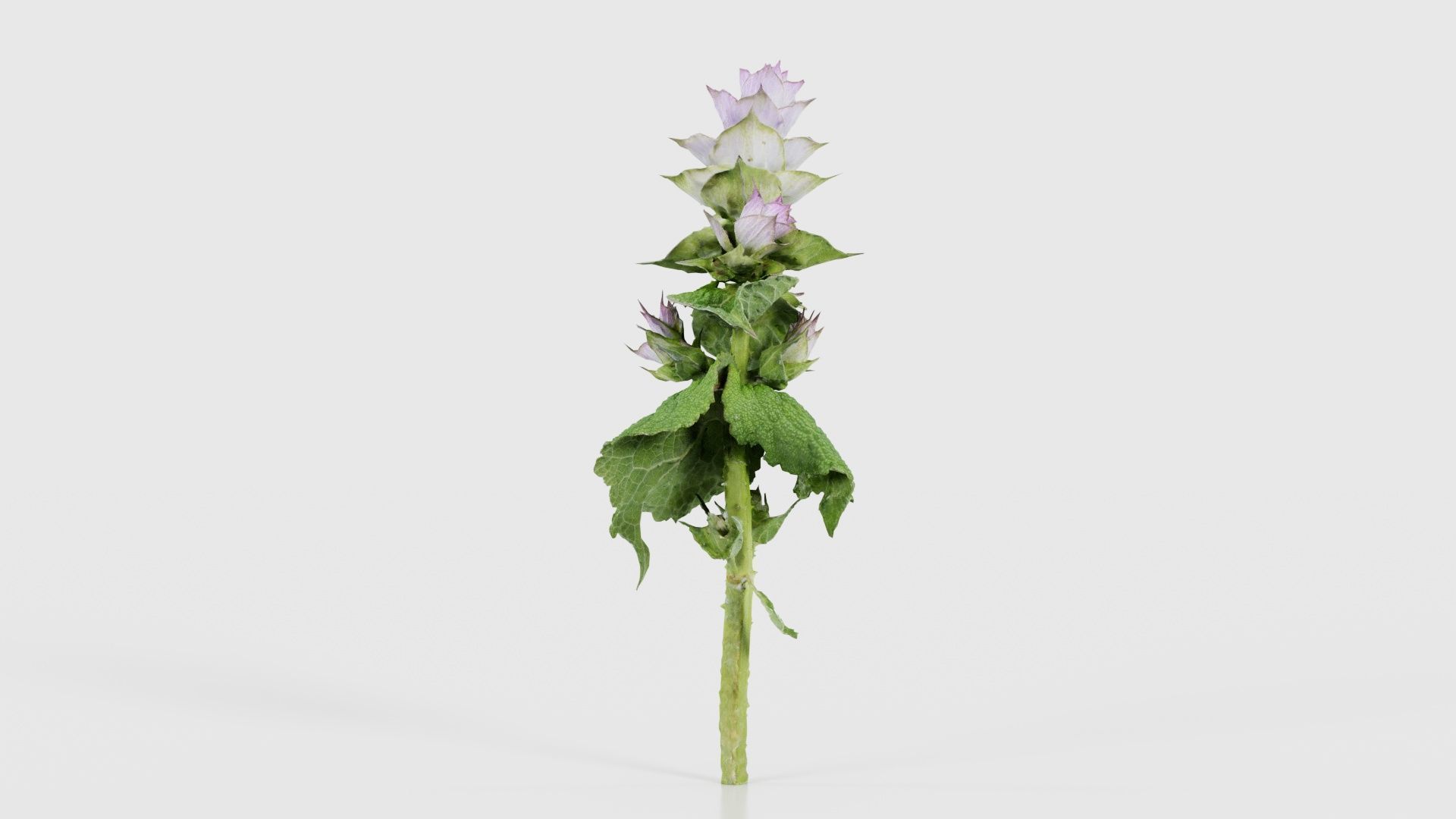 Beefsteak Plant Low-poly 3D model_20