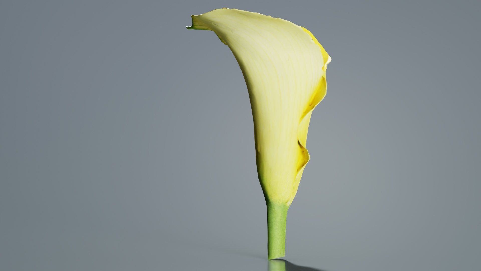Calla Lily Yellow Low-poly 3D model_5