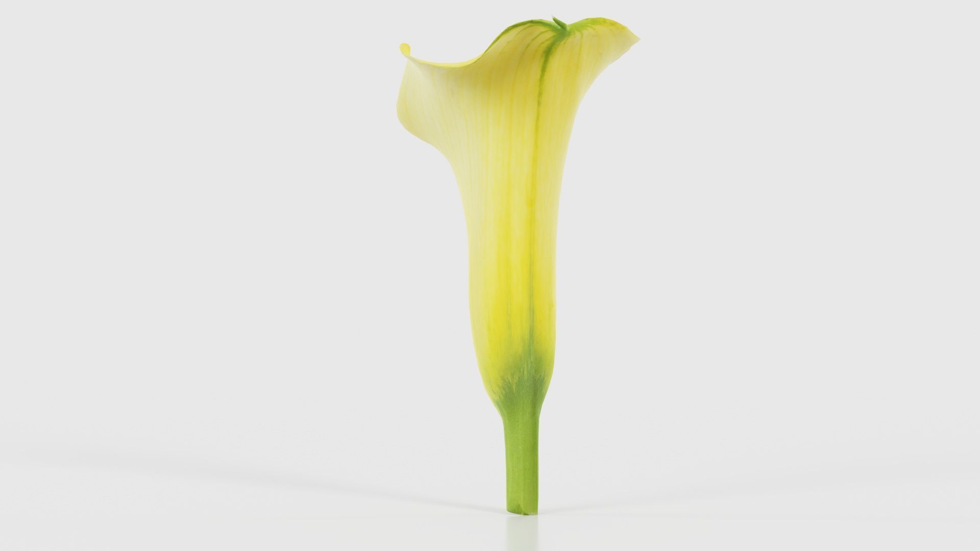 Calla Lily Yellow Low-poly 3D model_24