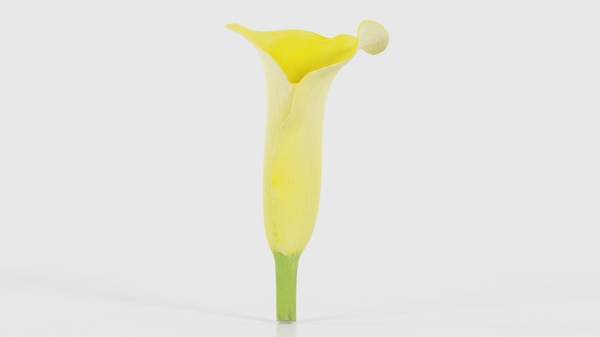Calla Lily Yellow Low-poly 3D model_17