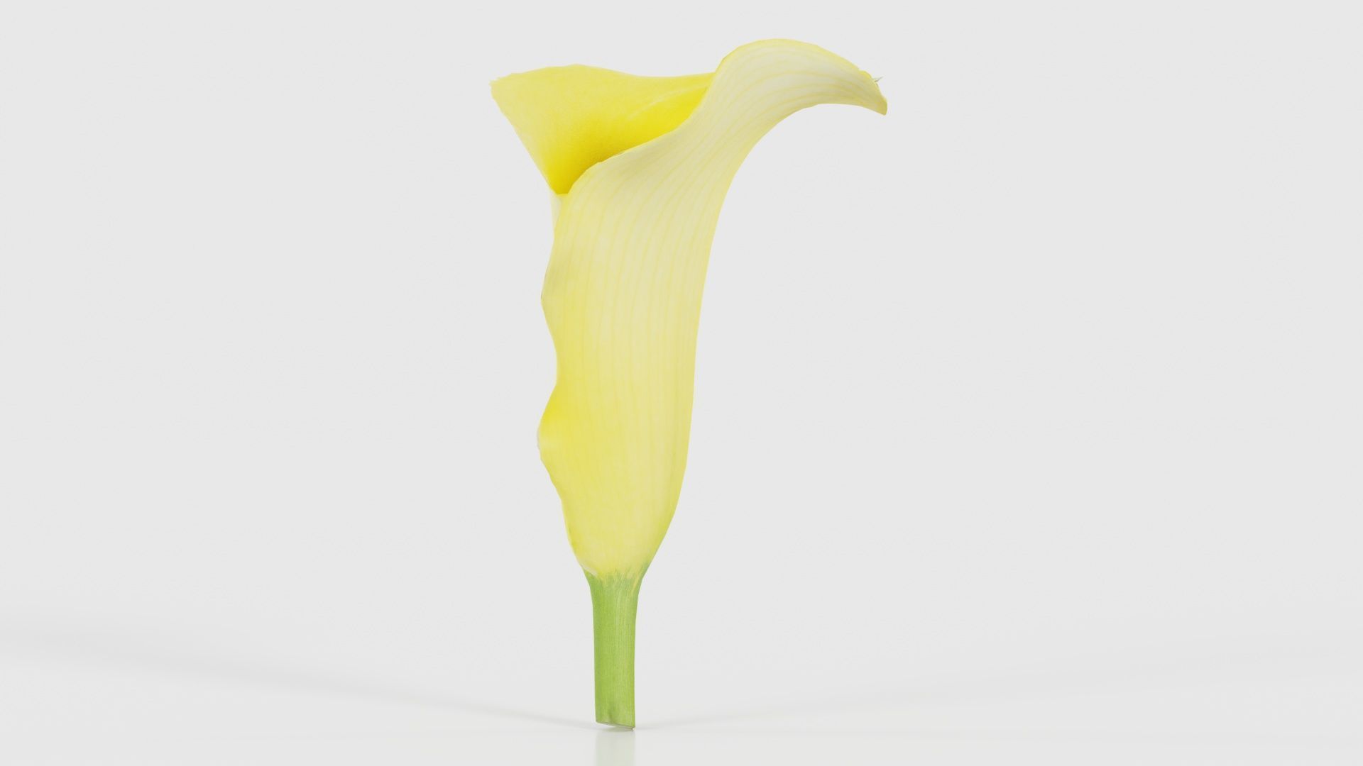 Calla Lily Yellow Low-poly 3D model_16