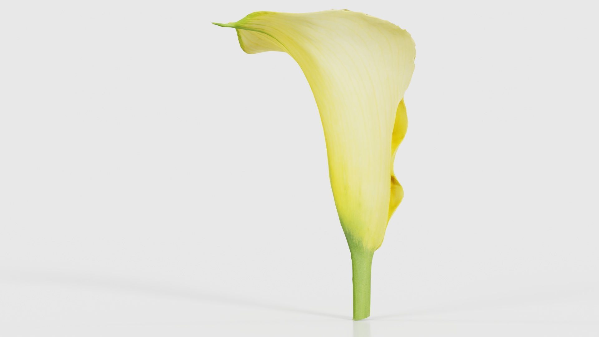Calla Lily Yellow Low-poly 3D model_21