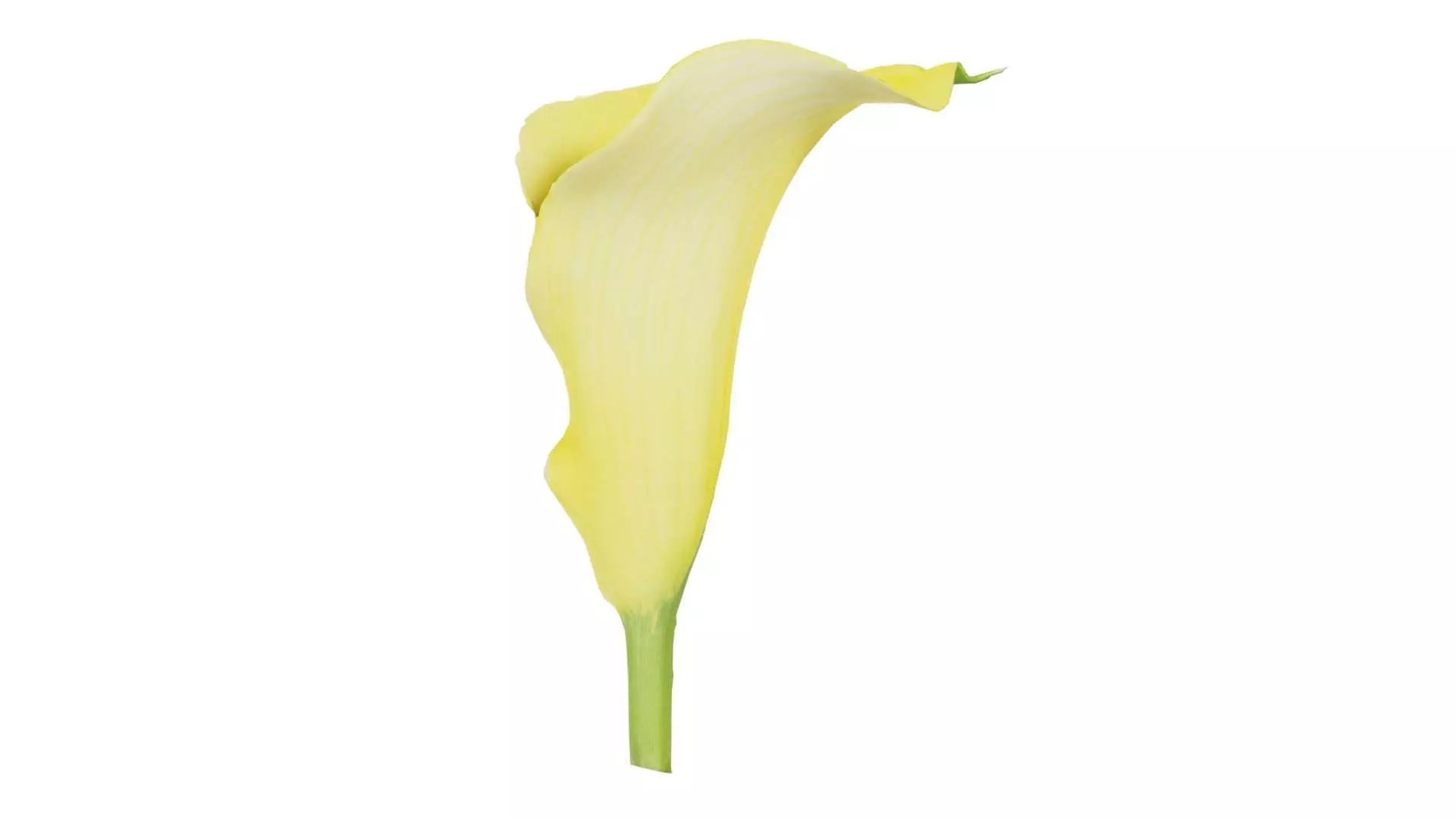 Calla Lily Yellow Low-poly 3D model_0