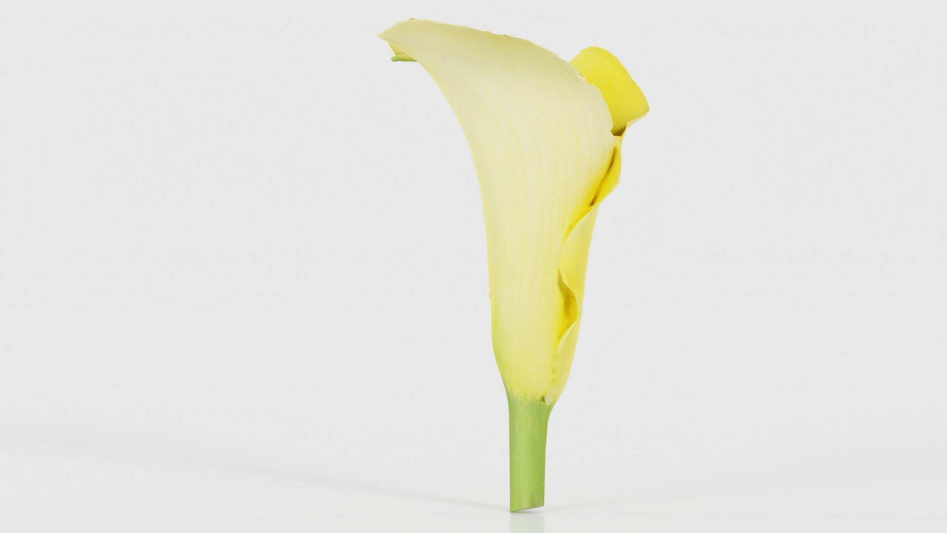 Calla Lily Yellow Low-poly 3D model_19