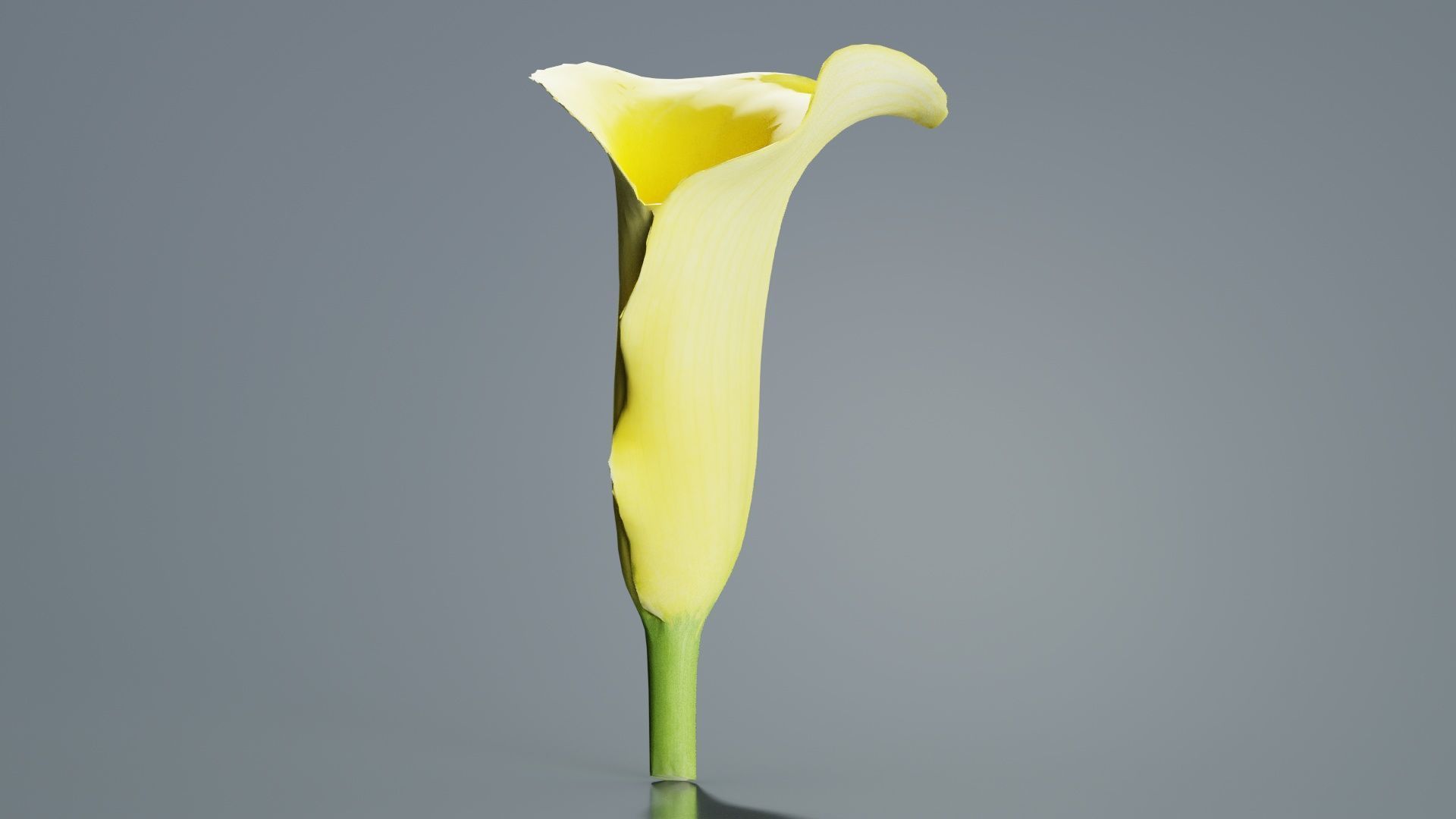 Calla Lily Yellow Low-poly 3D model_8