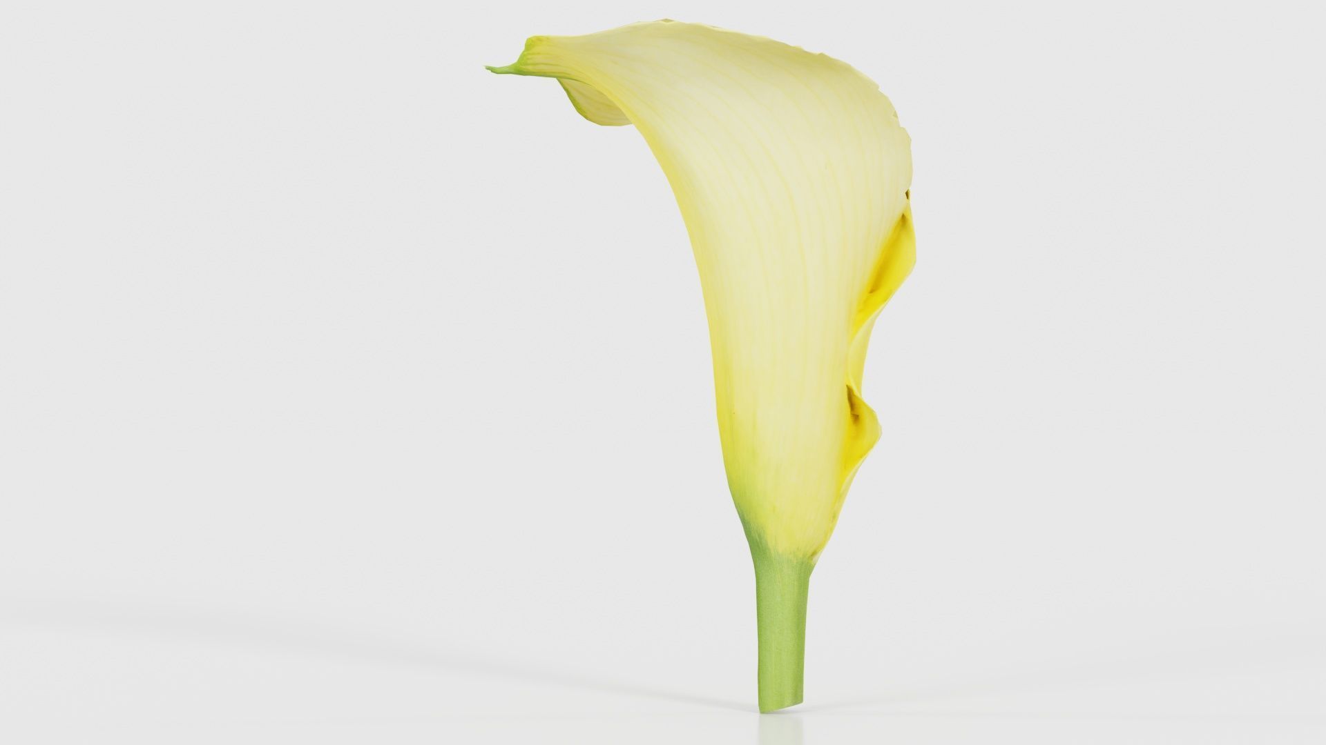 Calla Lily Yellow Low-poly 3D model_20