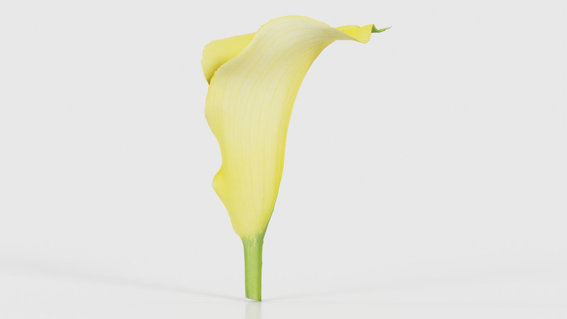 Calla Lily Yellow Low-poly 3D model_15