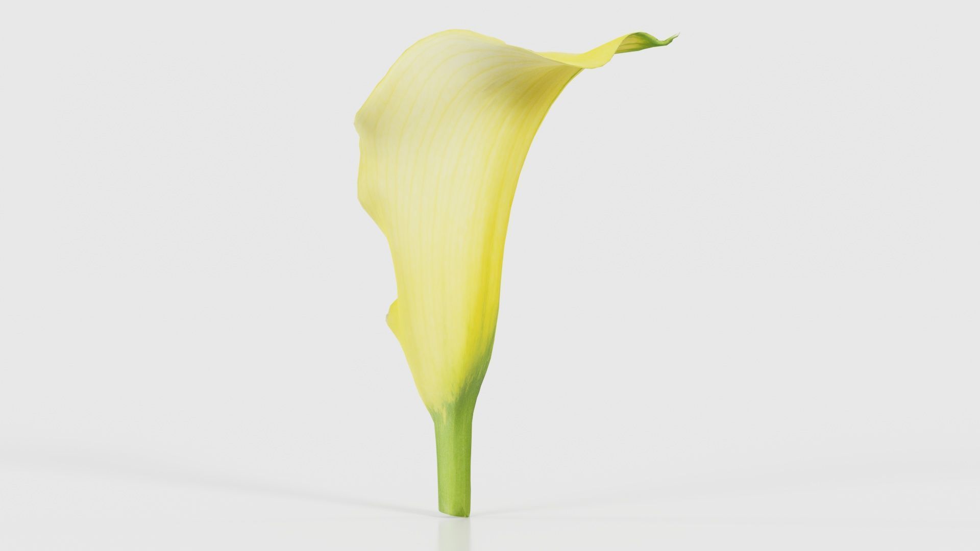 Calla Lily Yellow Low-poly 3D model_26