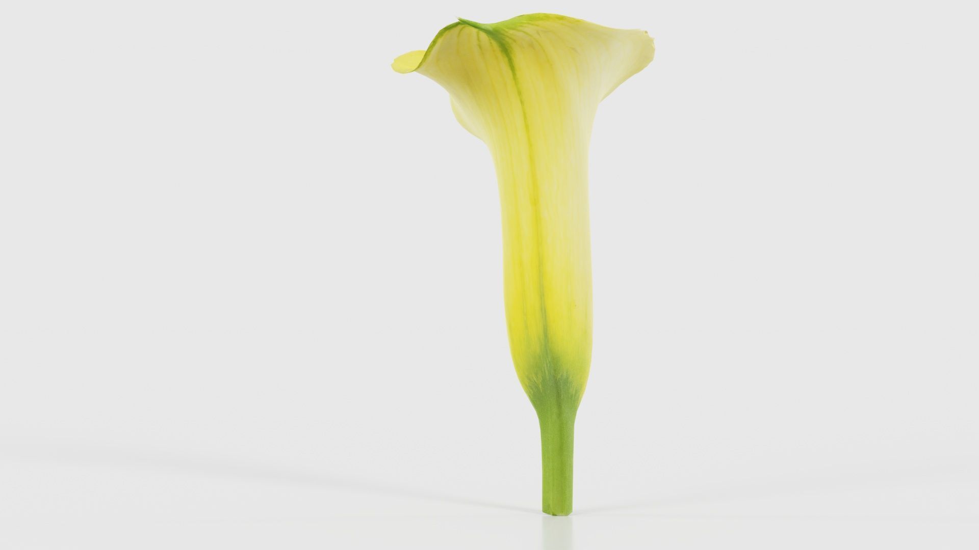 Calla Lily Yellow Low-poly 3D model_23