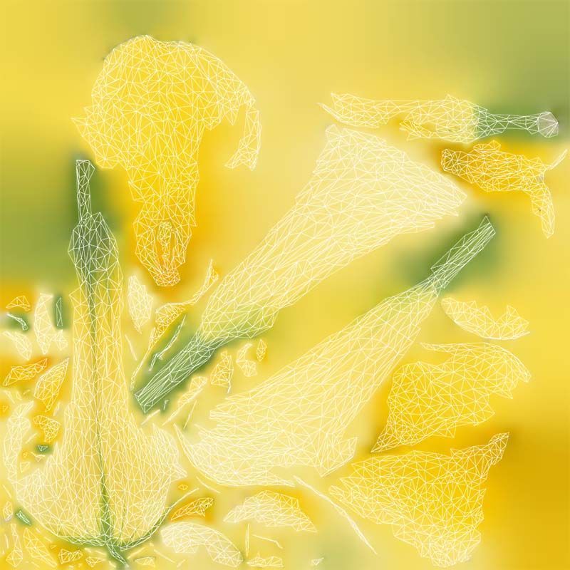 Calla Lily Yellow Low-poly 3D model_14