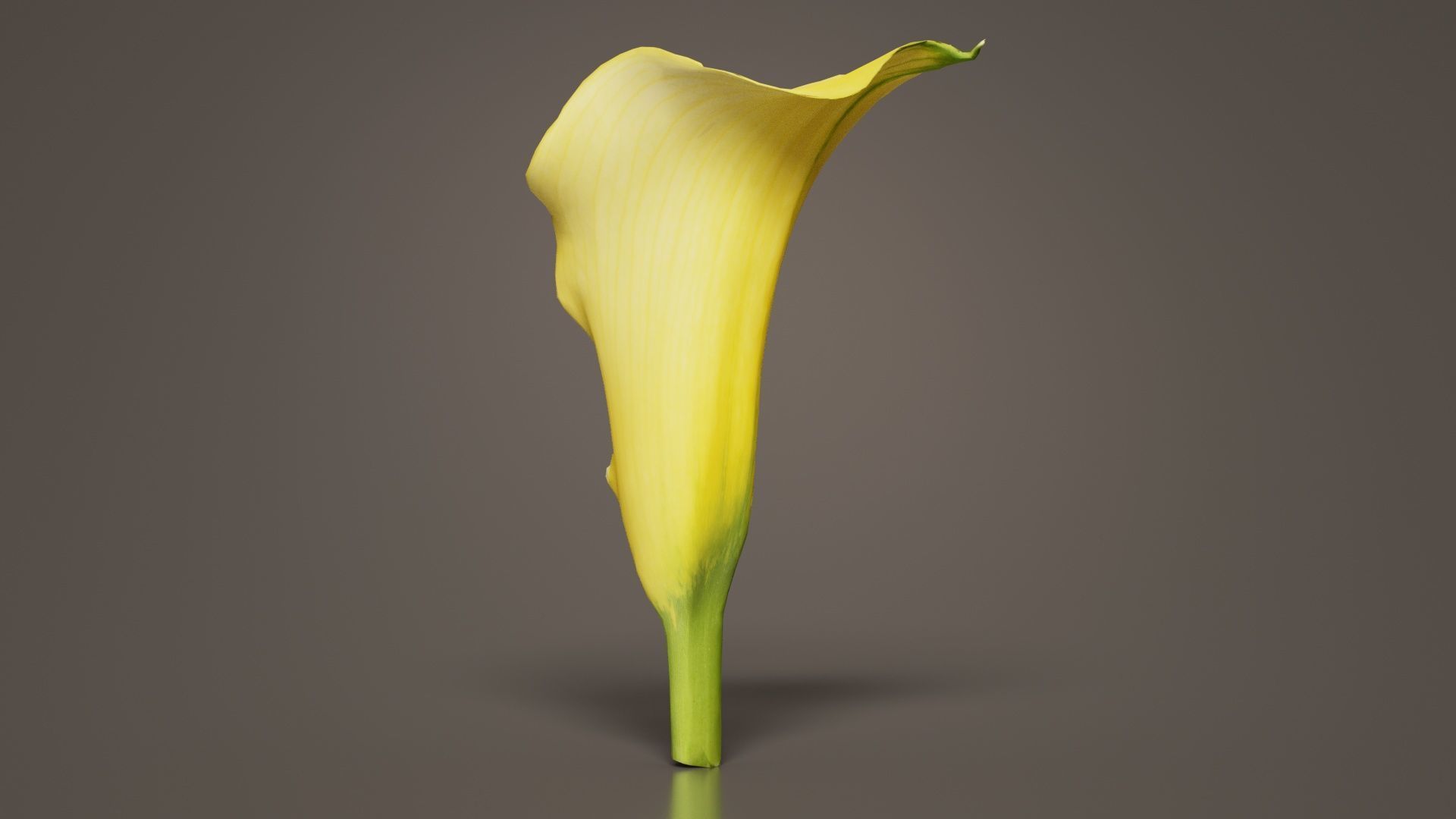 Calla Lily Yellow Low-poly 3D model_6