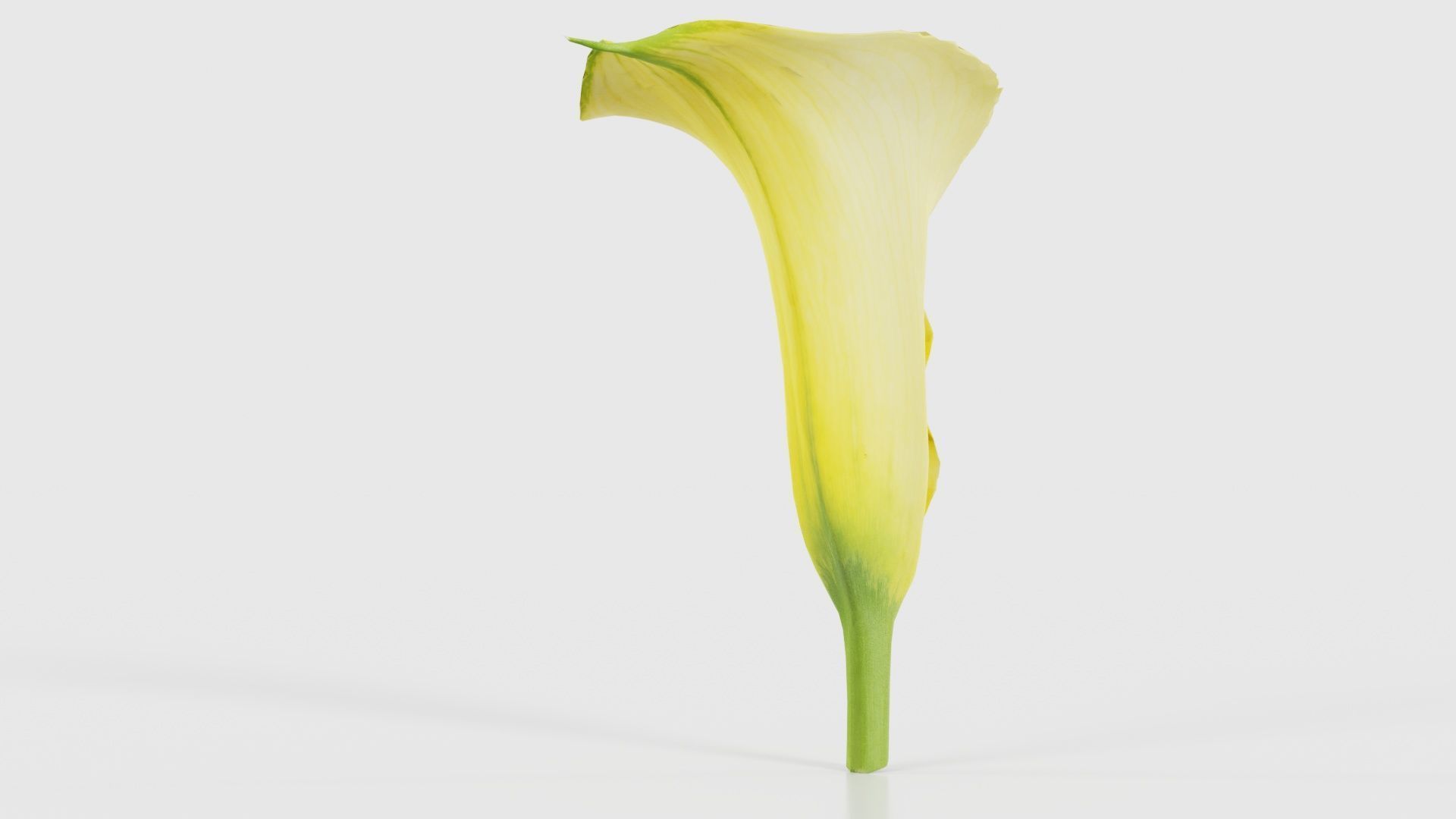 Calla Lily Yellow Low-poly 3D model_22
