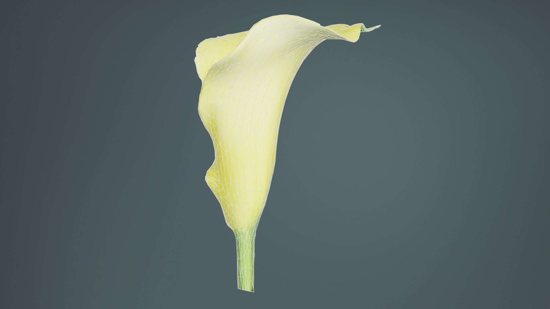 Calla Lily Yellow Low-poly 3D model_9