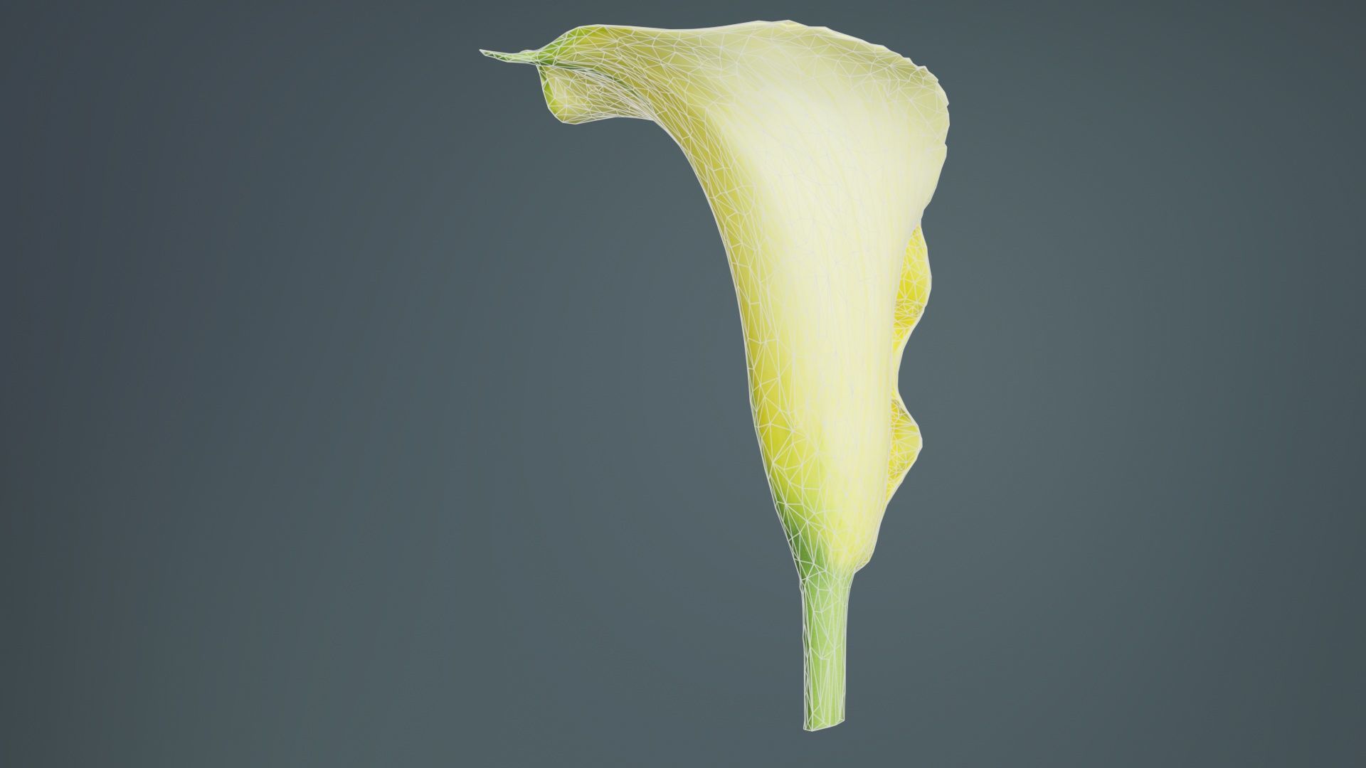 Calla Lily Yellow Low-poly 3D model_10
