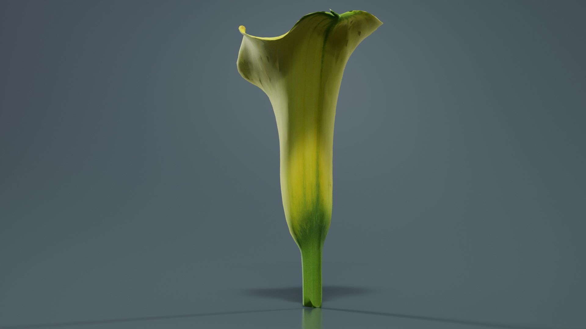 Calla Lily Yellow Low-poly 3D model_3