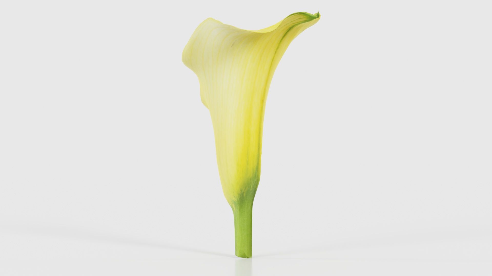 Calla Lily Yellow Low-poly 3D model_25