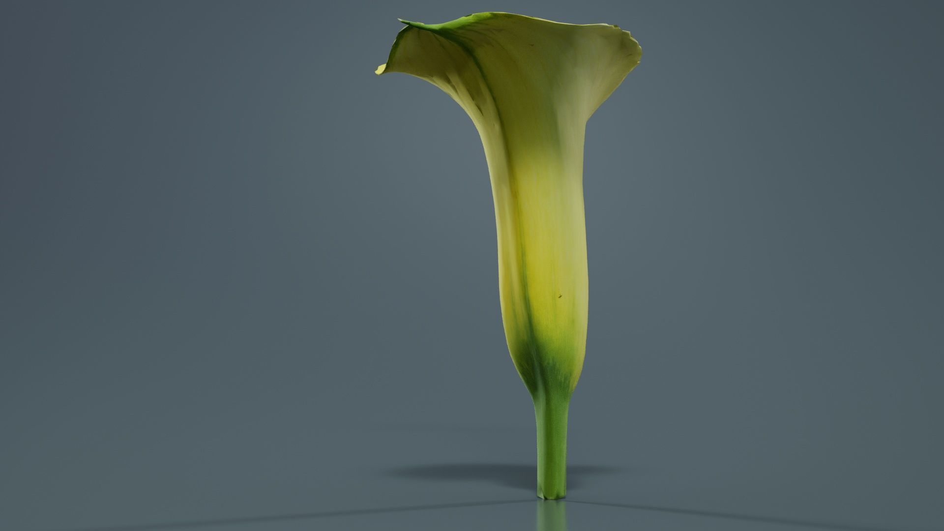 Calla Lily Yellow Low-poly 3D model_4