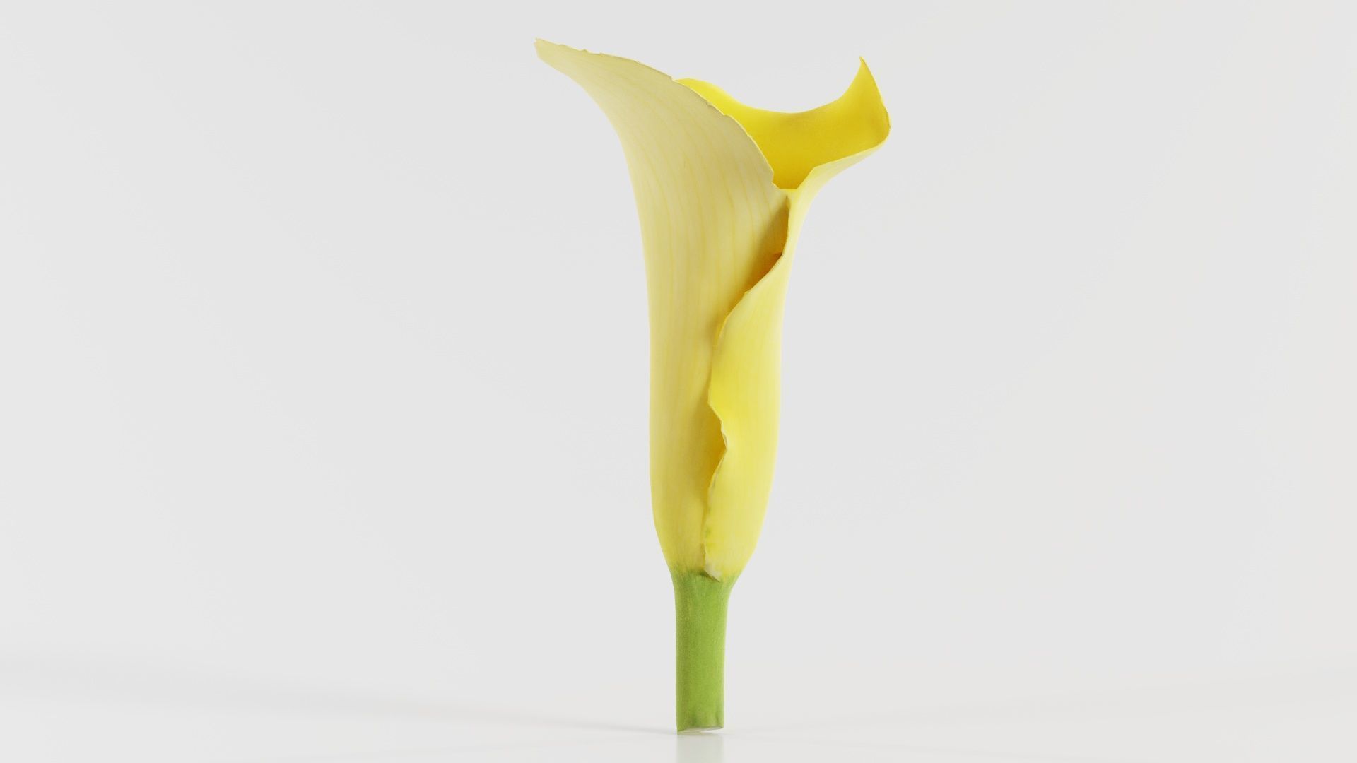 Calla Lily Yellow Low-poly 3D model_7