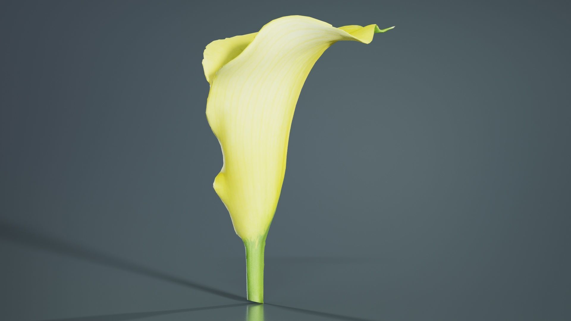 Calla Lily Yellow Low-poly 3D model_1