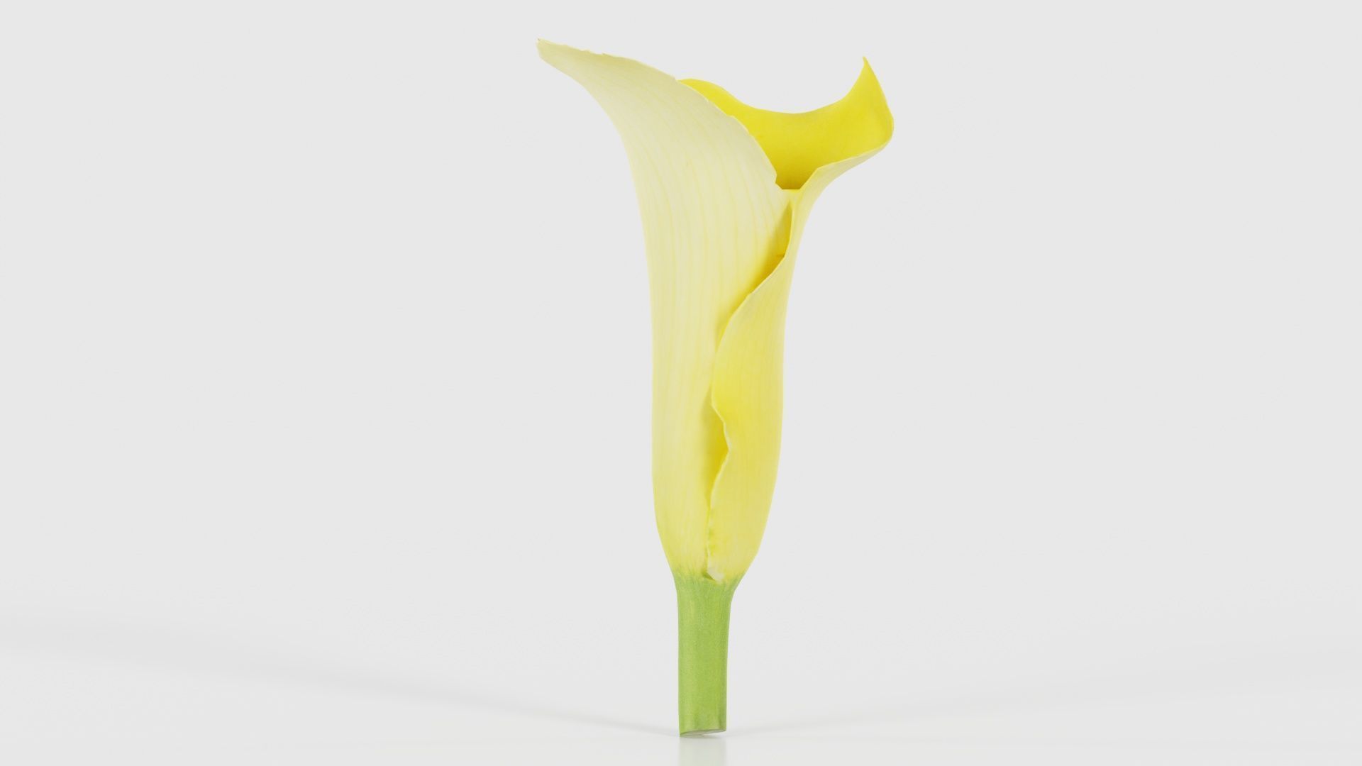 Calla Lily Yellow Low-poly 3D model_18