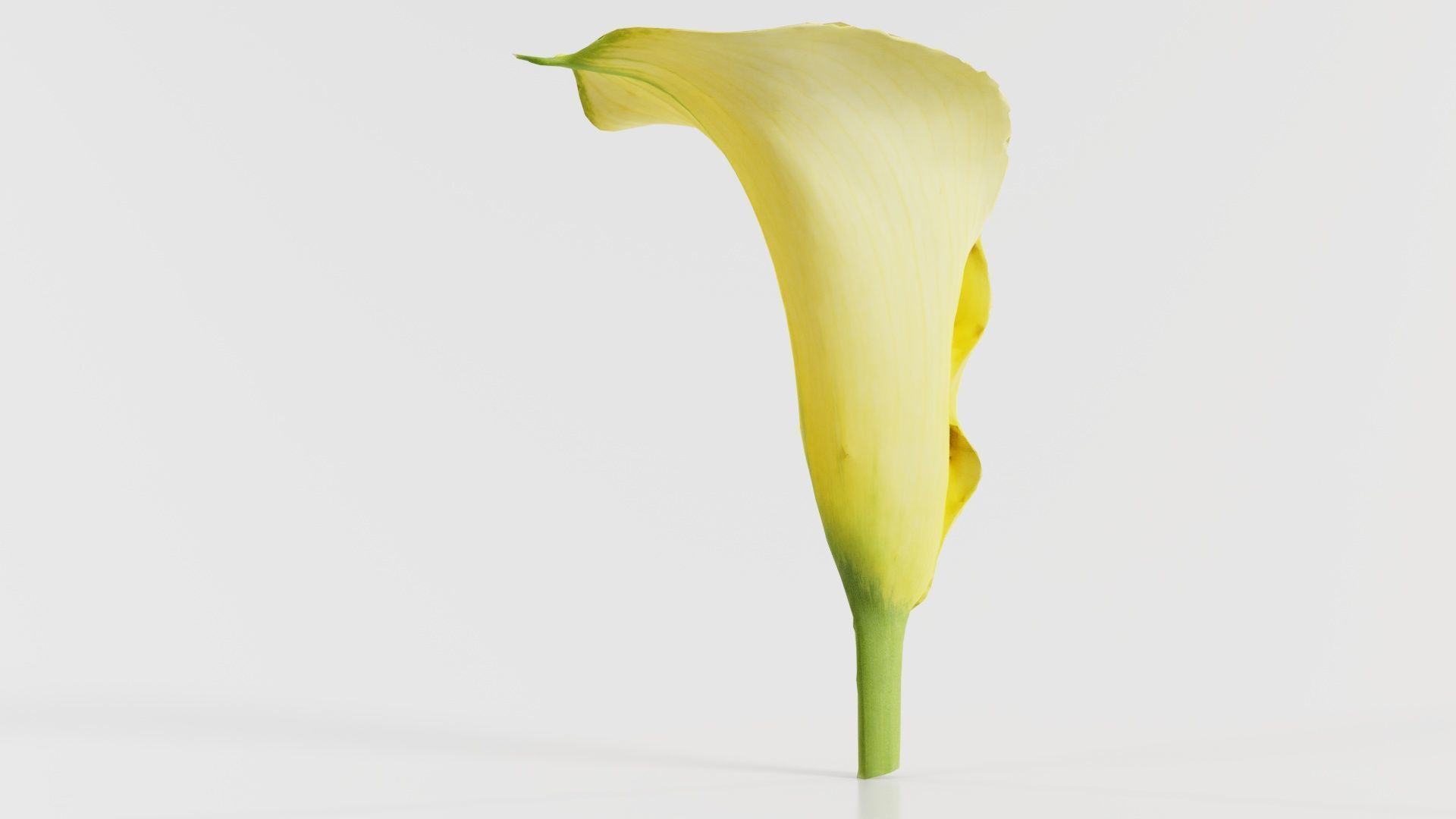 Calla Lily Yellow Low-poly 3D model_2