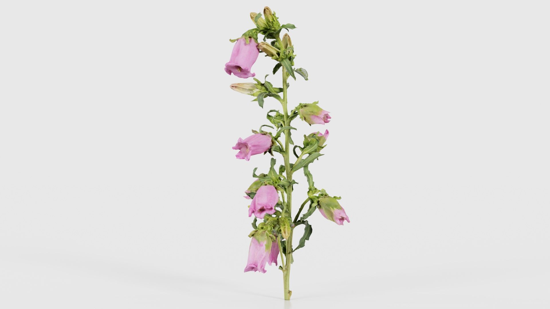 Canterbury Bellflower Campanula Medium Low-poly 3D model_23