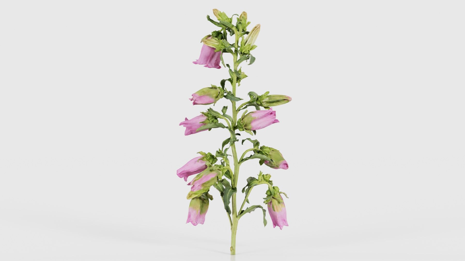 Canterbury Bellflower Campanula Medium Low-poly 3D model_20