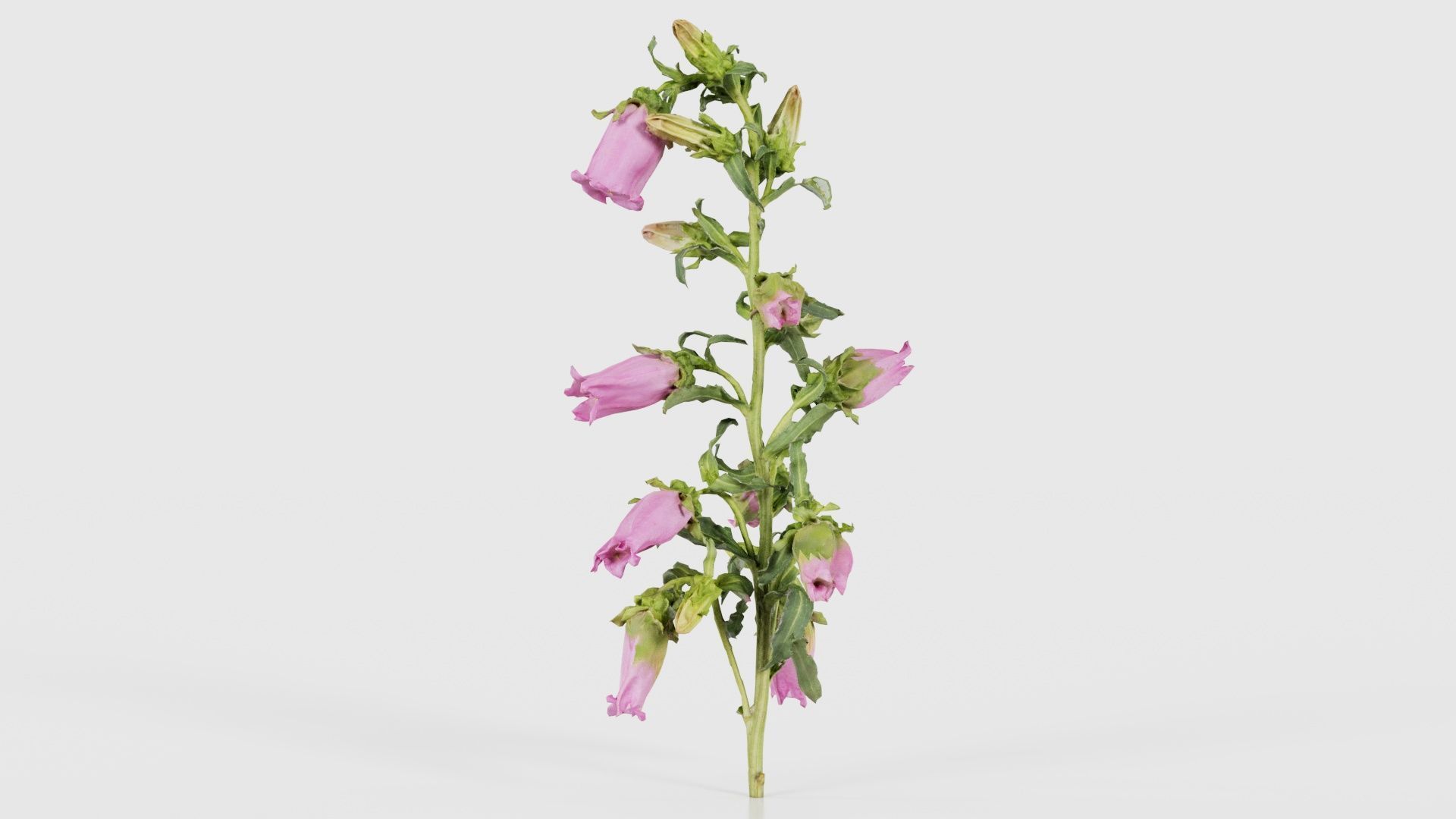 Canterbury Bellflower Campanula Medium Low-poly 3D model_22