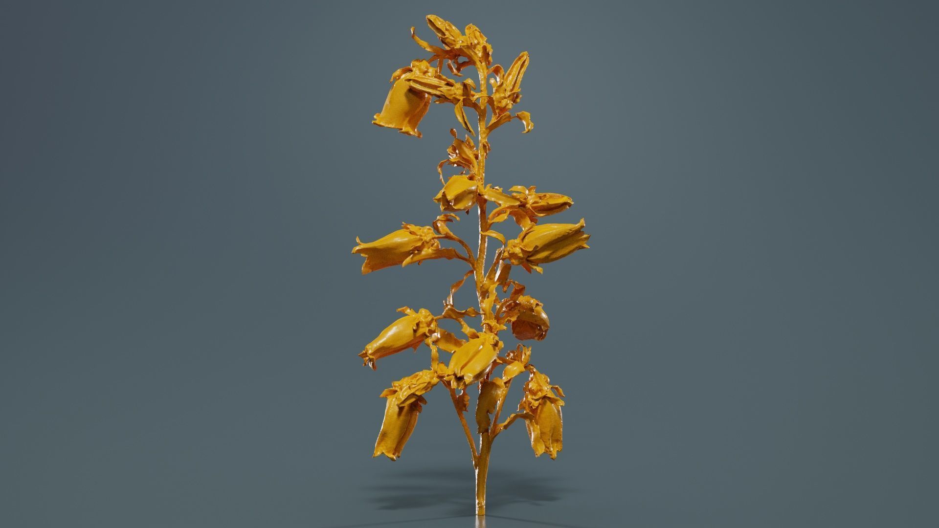 Canterbury Bellflower Campanula Medium Low-poly 3D model_13