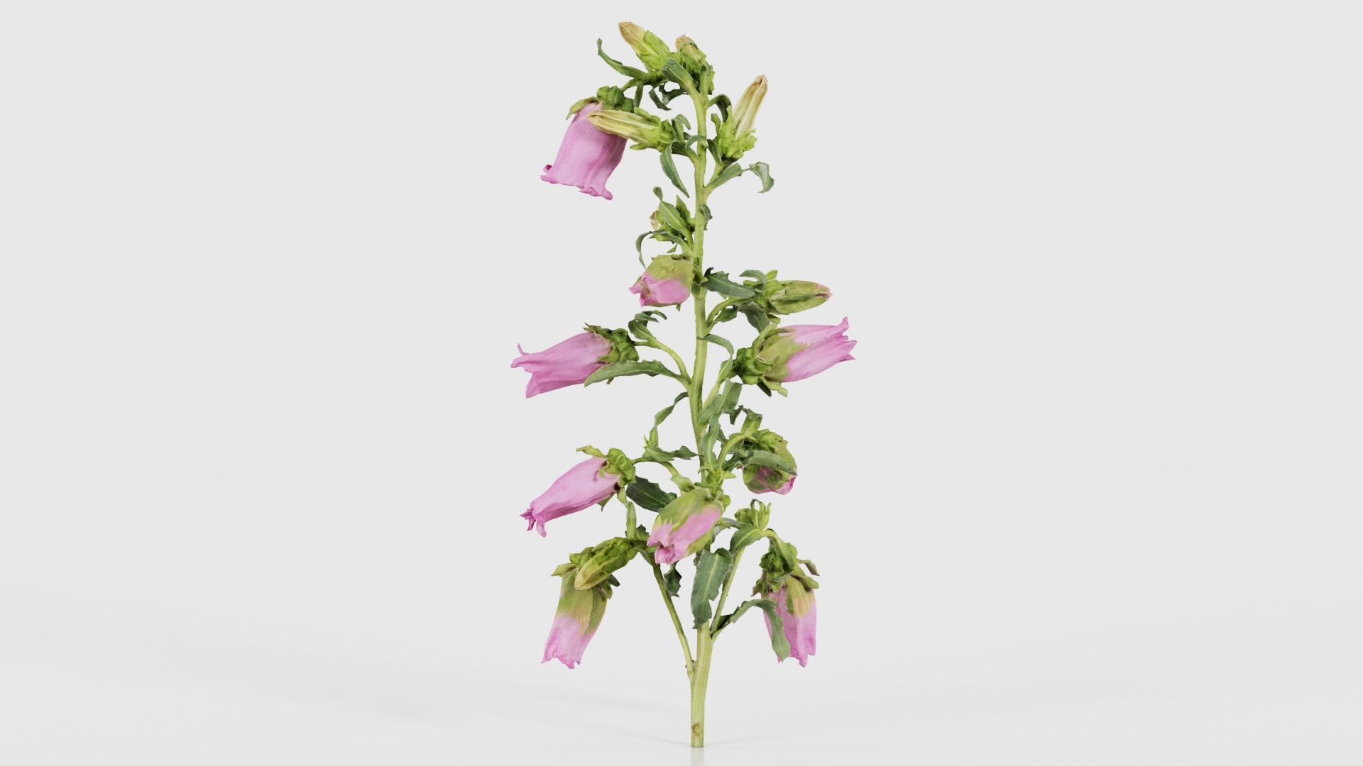 Canterbury Bellflower Campanula Medium Low-poly 3D model_21