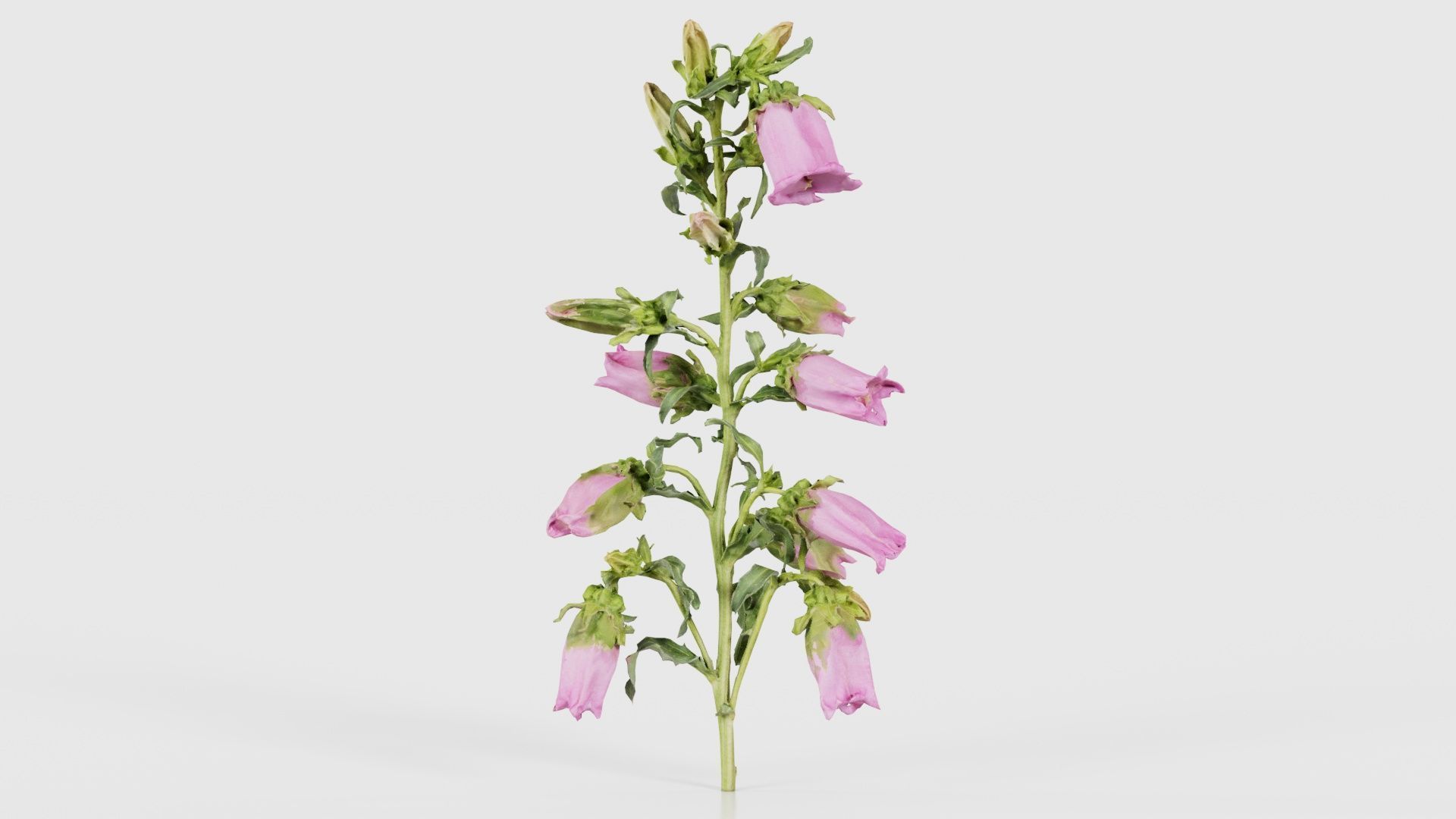 Canterbury Bellflower Campanula Medium Low-poly 3D model_26