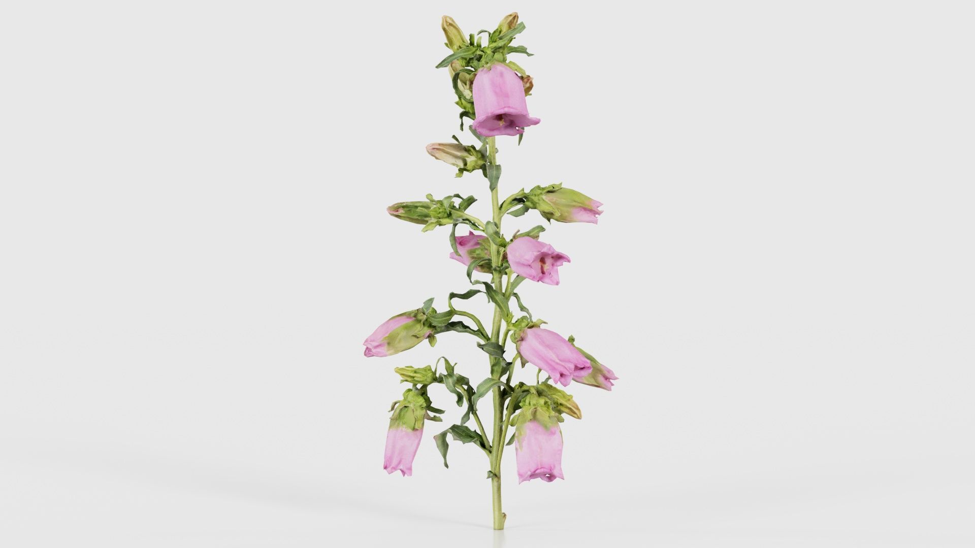 Canterbury Bellflower Campanula Medium Low-poly 3D model_25