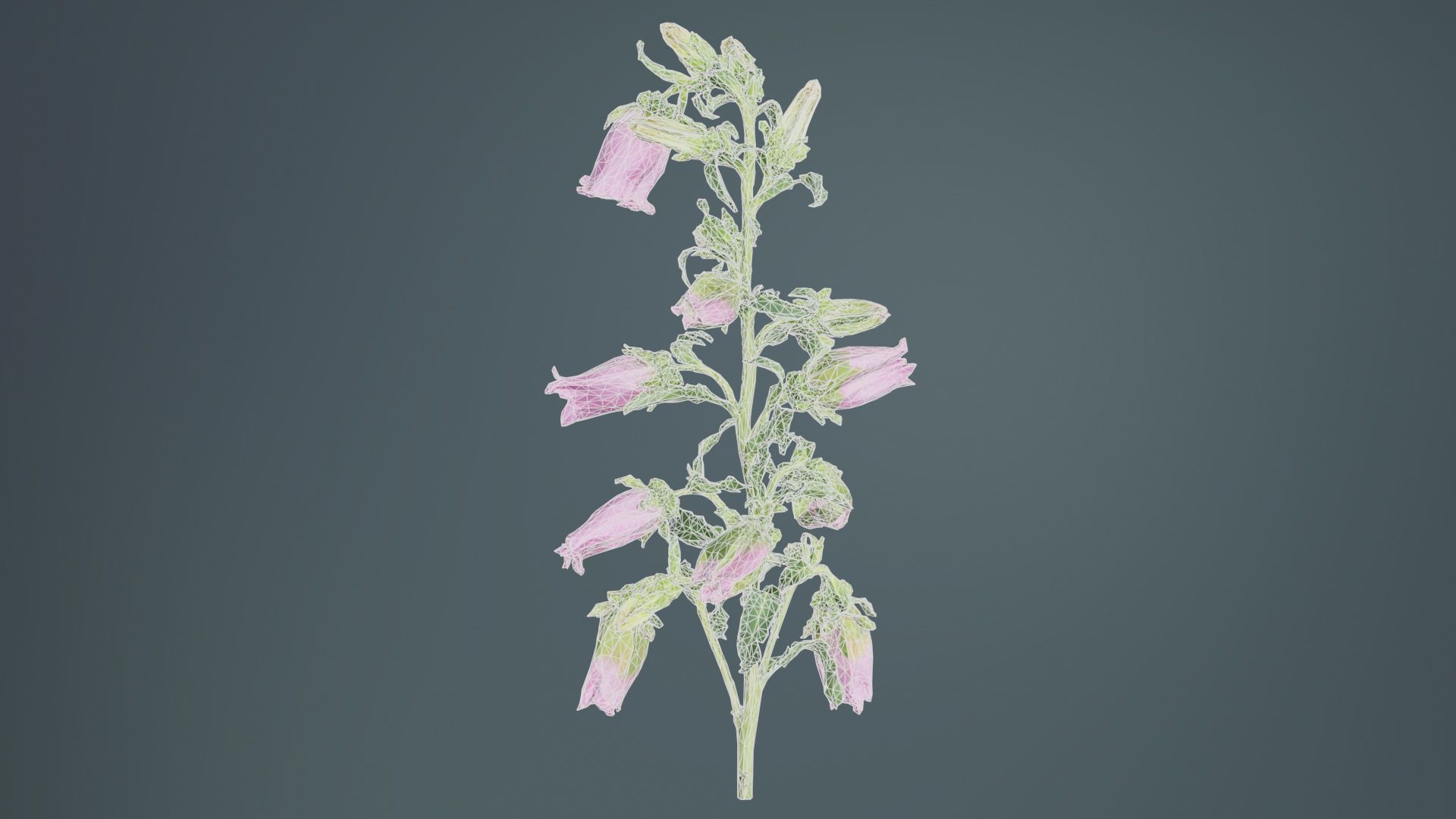 Canterbury Bellflower Campanula Medium Low-poly 3D model_10