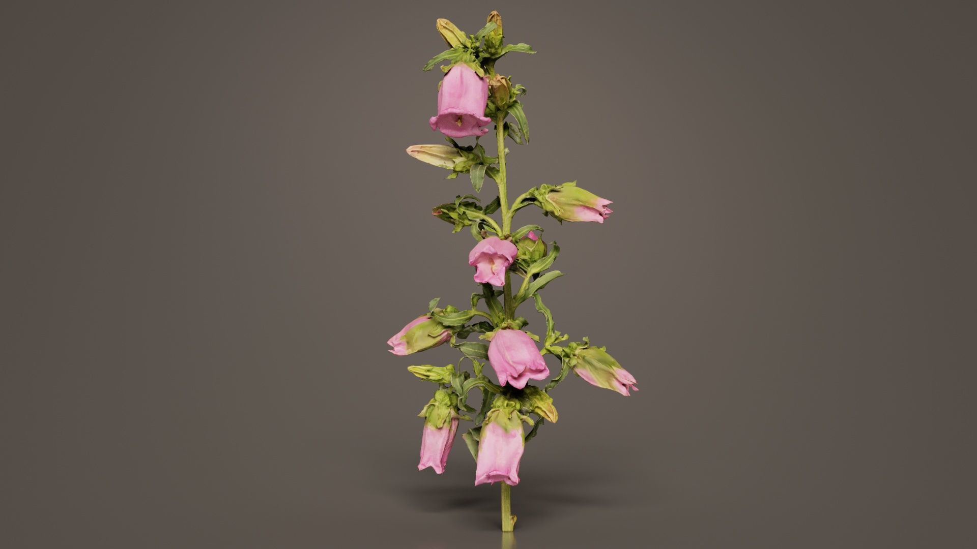 Canterbury Bellflower Campanula Medium Low-poly 3D model_3