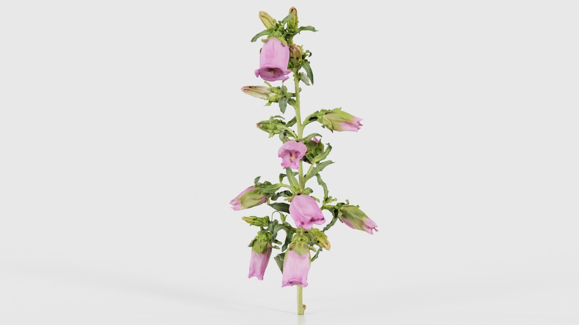 Canterbury Bellflower Campanula Medium Low-poly 3D model_24
