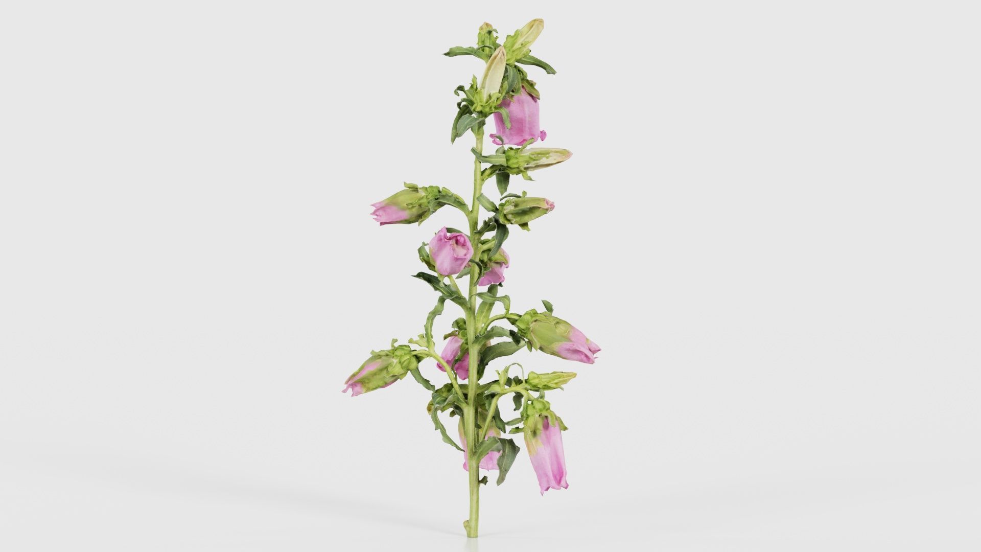 Canterbury Bellflower Campanula Medium Low-poly 3D model_18